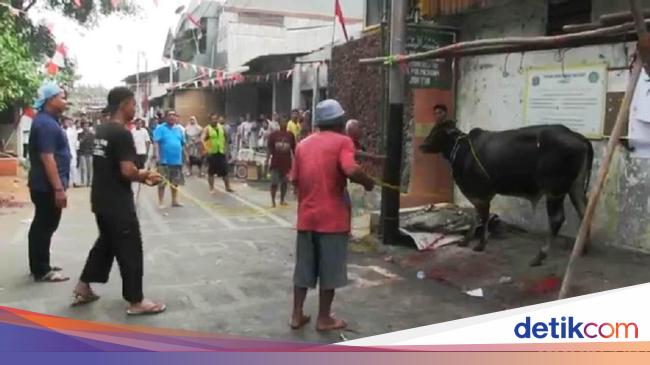 Sapi Kurban Ngamuk di Palmeriam, 2 Warga Terluka