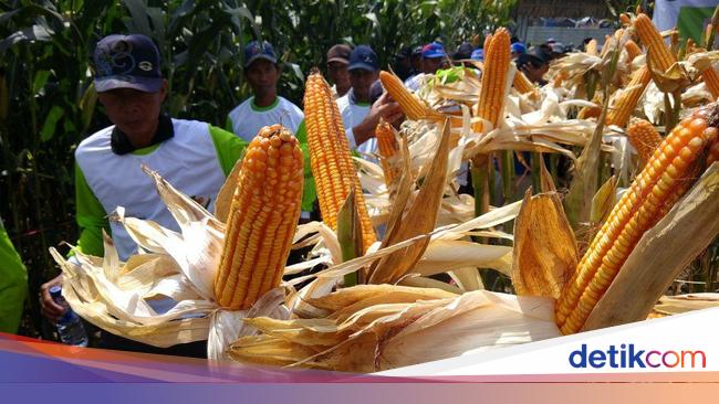 Masuk Musim Panen Harga Jagung Turun Hingga Rp 1 000 Kg