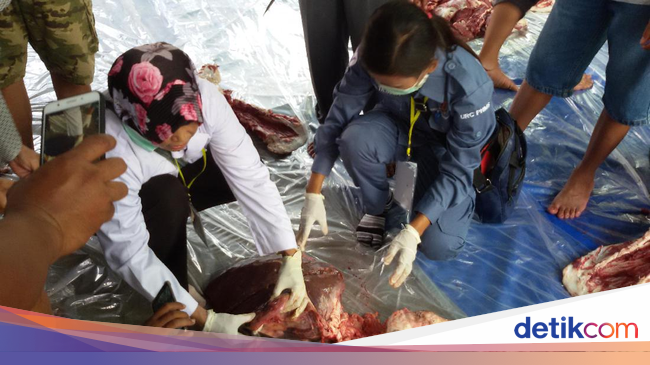 Ada Cacing Hati, Daging Sapi Kurban Jokowi Aman Dikonsumsi