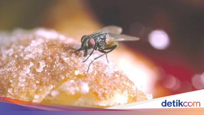 Ampuh! Begini 5 Cara Usir Lalat di Dapur Pakai Cara dan Bahan Alami