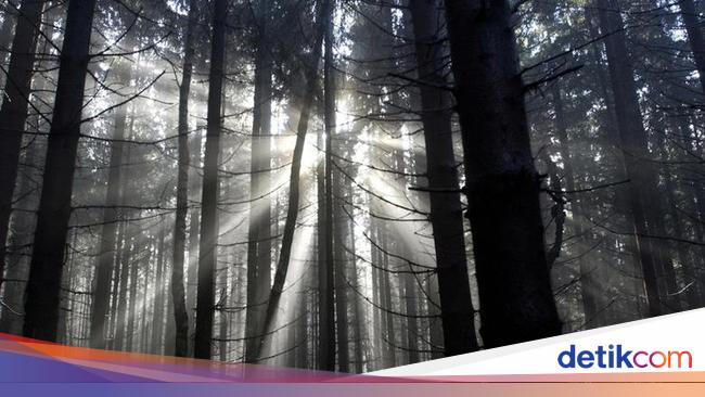 Foto: Penampakan Hutan Hitam Menyeramkan
