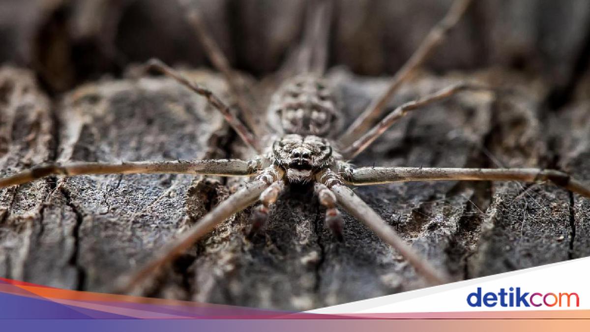Fosil Purba Ungkap Laba-laba Zaman Dulu Hidup di Laut