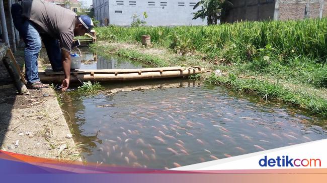 Bosan Kumuh Selokan Kotor Dan Bau Disulap Jadi Lahan Budidaya Ikan