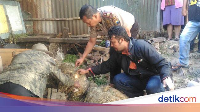 Kambing Kucing Ayam Mati Mendadak Di Bekasi Diduga Keracunan Makanan