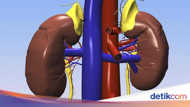 Gejala Penyakit Ginjal Yang Harus Diketahui Sejak Dini