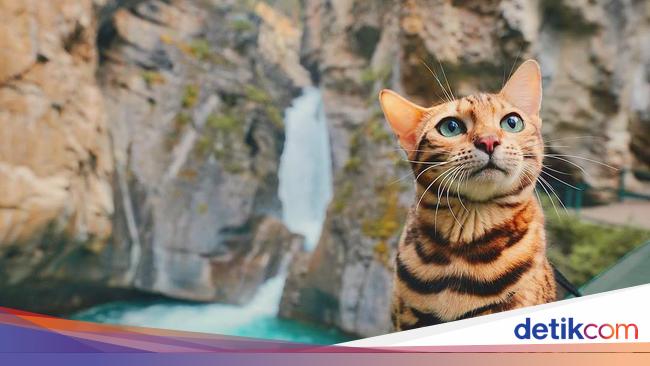 Suki Kucing Yang Suka Traveling