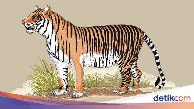 7 Harimau Ngamuk Di Jambi Ini Tips Agar Terhindar Dari Terkaman 7 Harimau Ngamuk Di Jambi Ini Tips Agar Terhindar Dari Terkaman