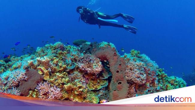 Peta lokasi Teluk Tomini di Indonesia