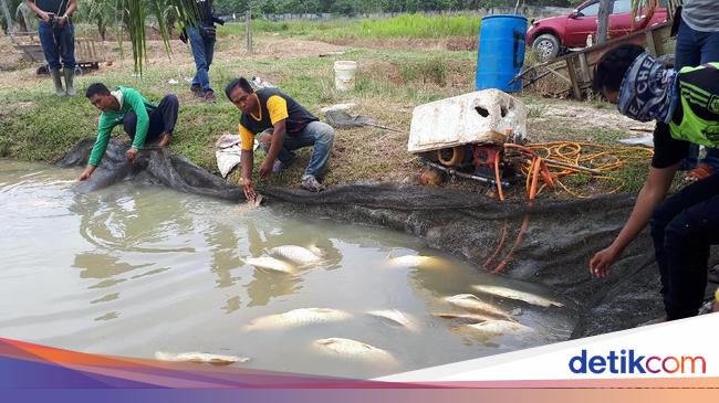 Banyak Ikan Arwana Mati di Riau, Dampak Lumpur Proyek Tol?