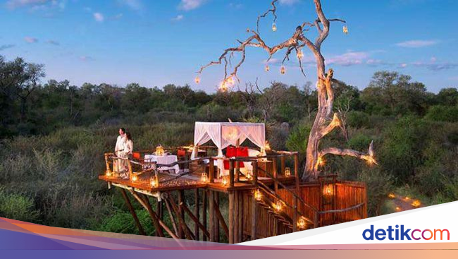 Foto Menginap di Rumah Pohon Mewah Tanpa Atap Foto Menginap di Rumah Pohon Mewah Tanpa Atap