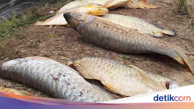 Arwana Si Ikan Mahal Mati di Kolam Keruh Pinggir Proyek Tol