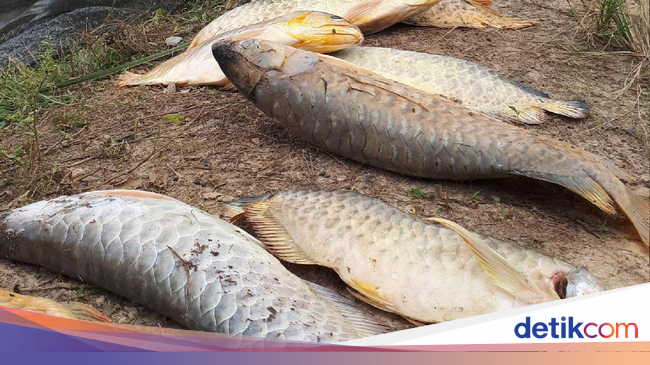 Arwana Si Ikan  Mahal Mati  di Kolam Keruh Pinggir Proyek Tol