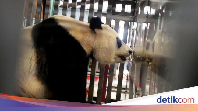 Pengunjung Taman Safari Bogor Naik 20% di Libur Lebaran