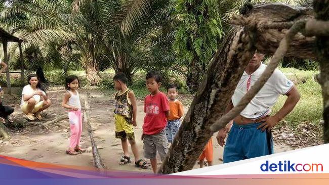 Bagai Film 'Anaconda', Pria Gelut Lawan Ular Piton di Riau