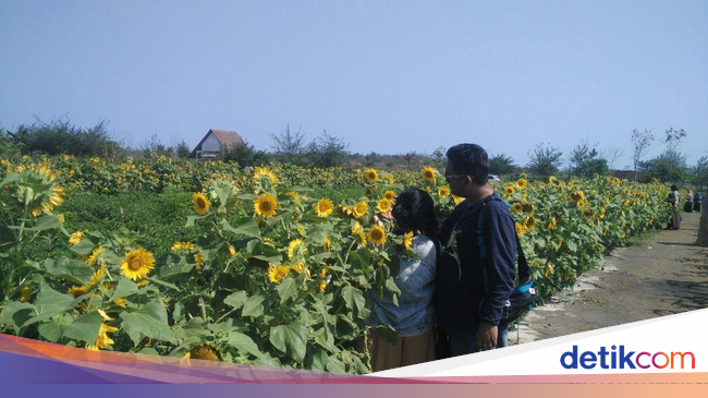 Bukan di Luar Negeri Ini Taman Bunga Matahari di Bantul Bukan di Luar Negeri Ini Taman Bunga Matahari di Bantul