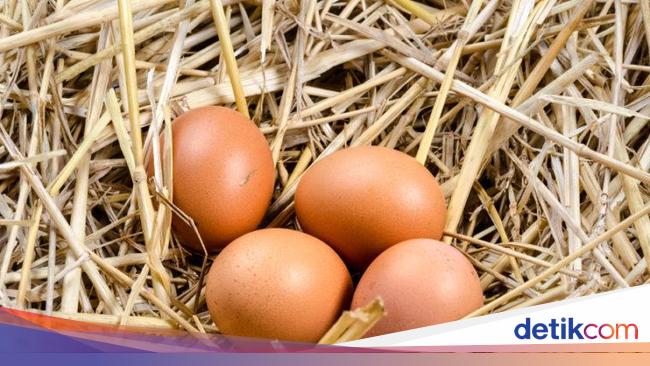 Ini 11 Fakta Tentang Telur Yang Mungkin Belum Kamu Tahu