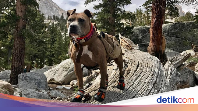 Foto: Ini Penni, Anjing yang Suka Hiking