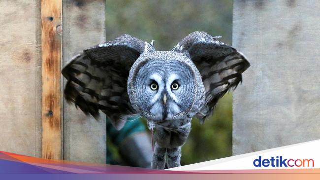 6 Jenis Burung Hantu Populer Di Indonesia Tertarik Menjumpainya