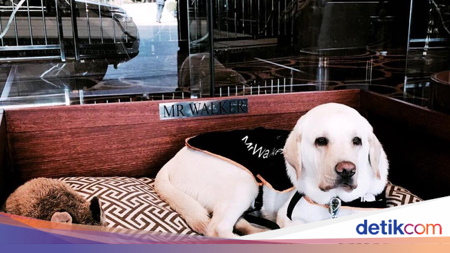 Cute! Masuk ke Hotel Ini, Penyambut Tamunya Anjing Lucu