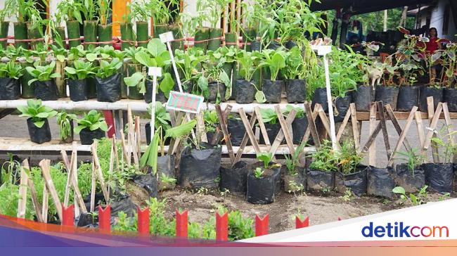 Mengenal Pengertian Tanaman Toga dan Beragam Jenisnya – detikBali