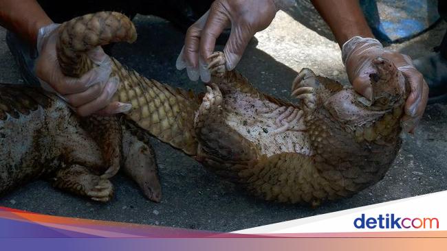 Hewan Melata Hingga Pemakan Serangga Terduga Pembawa Virus Corona Hewan Melata Hingga Pemakan Serangga Terduga Pembawa Virus Corona