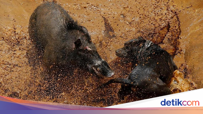 Foto: Tarung Anjing dan Babi Hutan yang Kontroversial