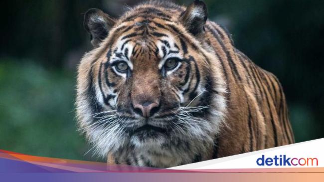Kebun Binatang Adelaide Kembali Suntik Mati Harimau Sumatra