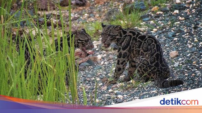 Mengenal Macan Dahan Yang Mati Dikuliti