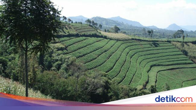 Rawan Longsor 800 Ha Lereng Gunung Slamet Brebes Jadi 