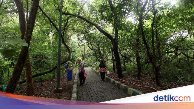 Panduan ke Hutan Kota Srengseng: Sejarah, Jam Buka, hingga Fasilitasnya