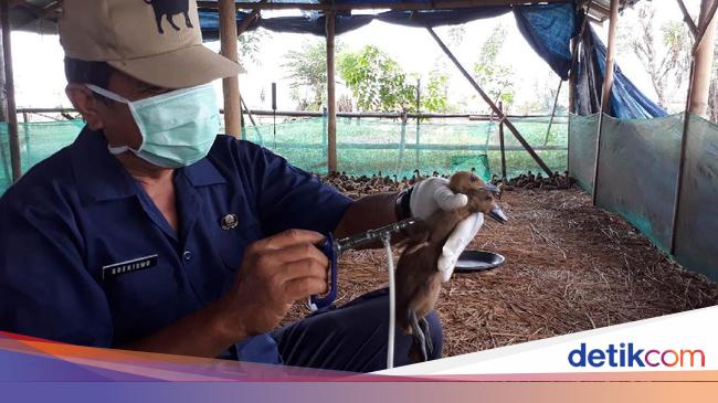 Cegah Flu Burung Ratusan Ribu Unggas Di Brebes Divaksinasi