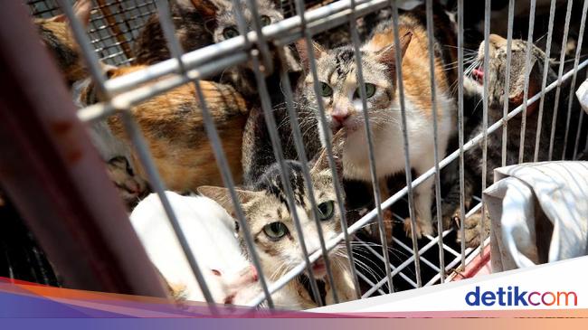 Razia Kucing Liar Di Rusun Baladewa Foto 8