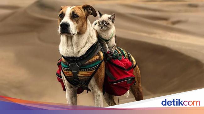 Bukan Cuma Akur Anjing Kucing Ini Bahkan Traveling Bareng