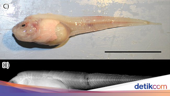 Ini Dia Ikan yang Bisa Hidup di Laut Kedalaman 8 134 meter Ini Dia Ikan yang Bisa Hidup di Laut Kedalaman 8 134 meter