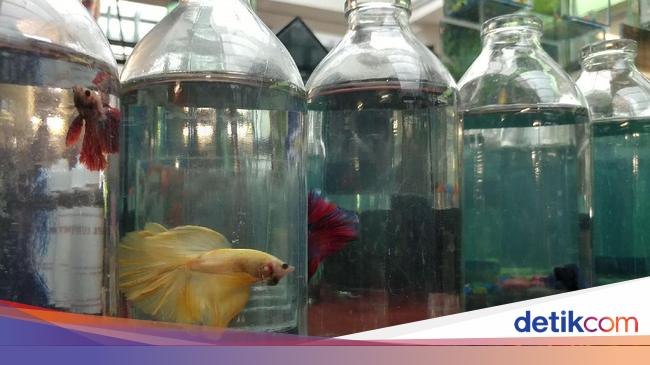 65 Koleksi Ikan Hias Air Laut Bandung Gratis