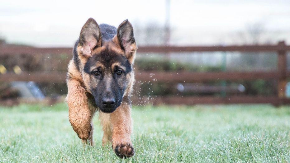 Mengenal Anjing Herder, Salah Satu Ras Anjing Paling Cerdas Di Dunia