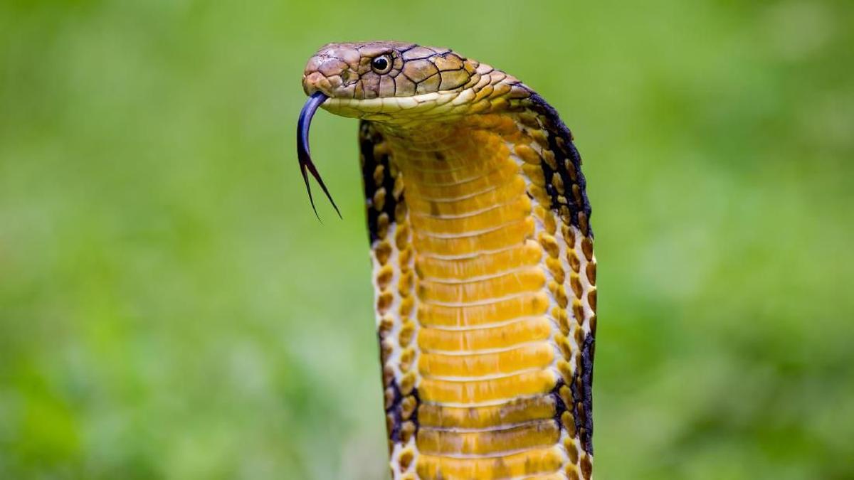 Indonesia Beli Antivenom Ular King Kobra, Tersedia di Mana?