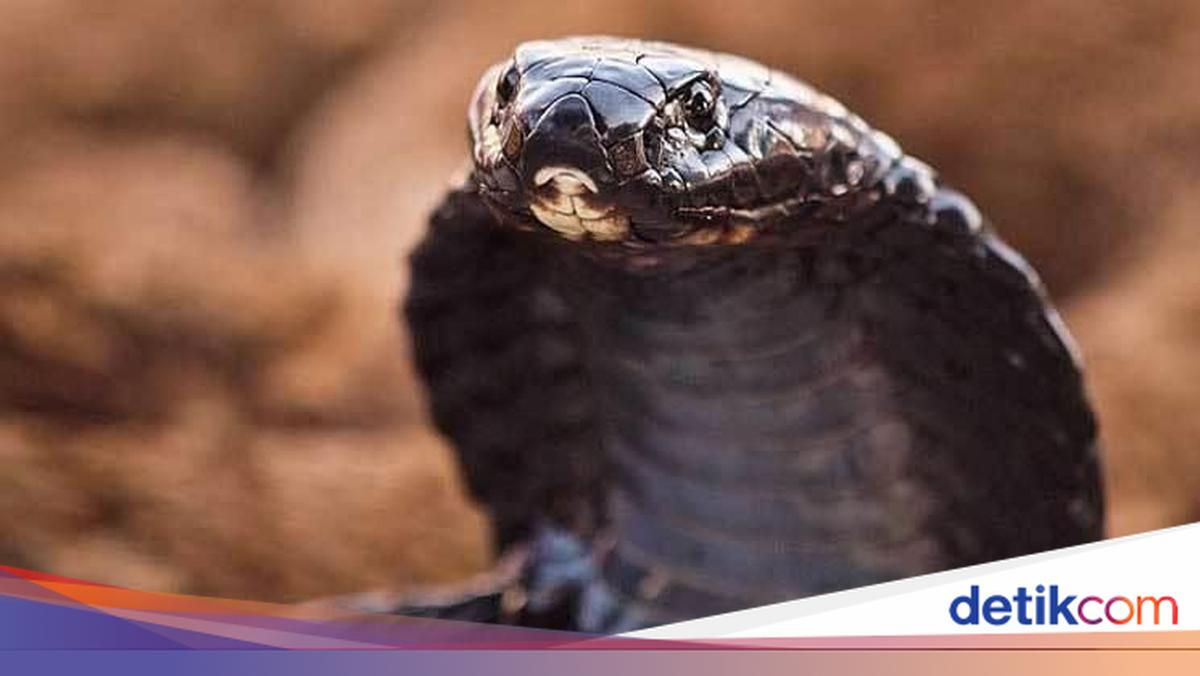 Bahayanya Gigitan King Kobra yang Tewaskan Eks Asisten Panji