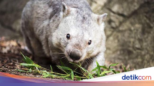  Foto  Ini Winnie Wombat  Tertua Berusia 31 Tahun di Australia