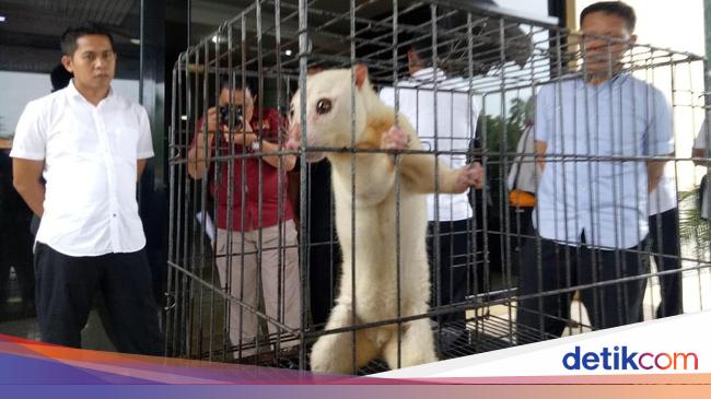 Keluar Penjara Sw Kembali Ditangkap Karena Jual Kuskus Di Facebook