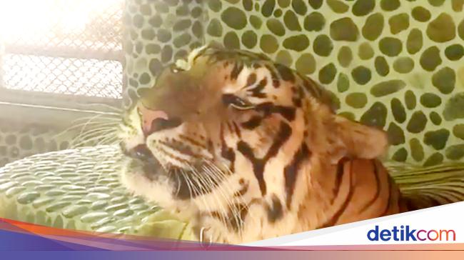 Download 5800 Gambar Harimau Gigit Pisau Paling Bagus HD