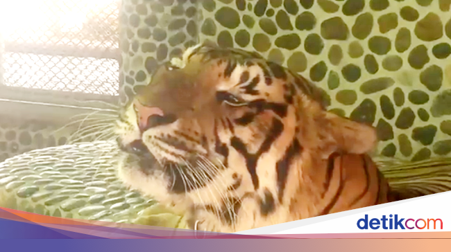 Gambar Harimau Putih Sedang Mengaum Gambar Putih Gambar Harimau Putih Sedang Mengaum Gambar Putih