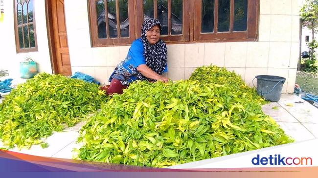Dikenal Sebagai Penghasil Kenanga Ini Kata Kepala Desa Dikenal Sebagai Penghasil Kenanga Ini Kata Kepala Desa