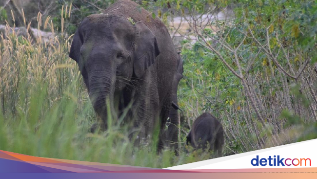 Hindari Konflik dengan Manusia, Gajah Liar di Riau Akan Dipasang GPS - detikNews