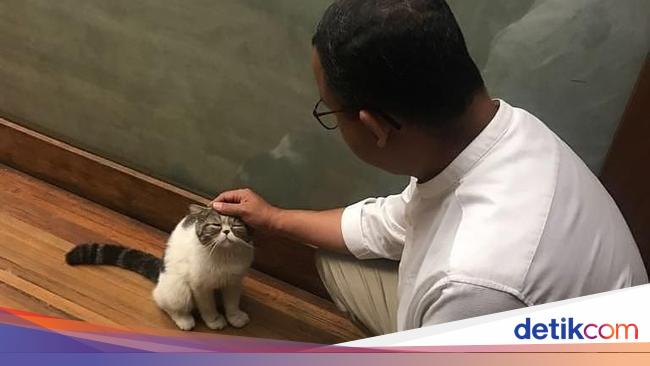 Ungkapan Sedih Anies Dan Keluarga Saat Kucing Peliharaannya Mati