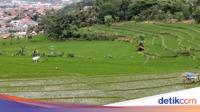 Sawah Abadi Kota Bandung Bakal Disulap Jadi Argowisata