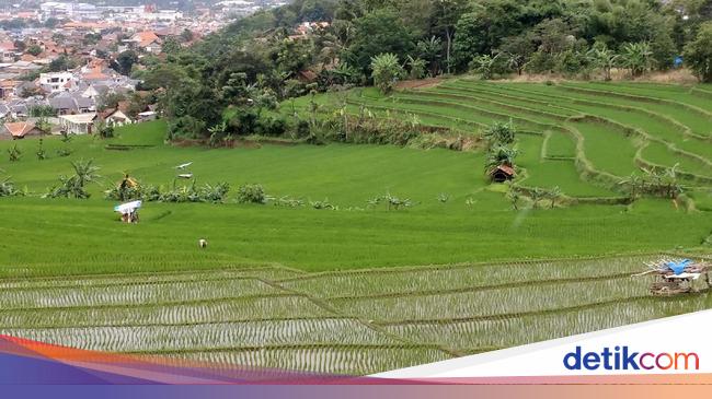 Sawah Abadi Kota Bandung Bakal Disulap Jadi Argowisata Sawah Abadi Kota Bandung Bakal Disulap Jadi Argowisata