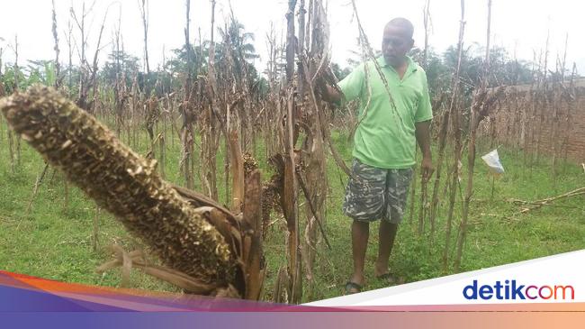 Hama Tikus Serang Tanaman Jagung Dan Padi Di Banjarnegara