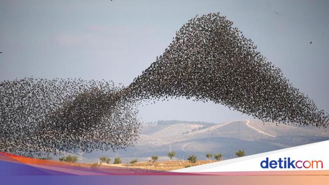 Potret Migrasi Burung Jalak Di Langit Israel Italia Yang