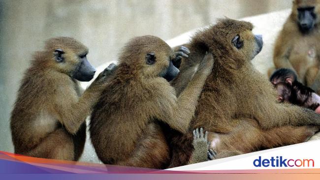 Tak Punya Cukup Ruang, Kebun Binatang Bunuh 12 Babun